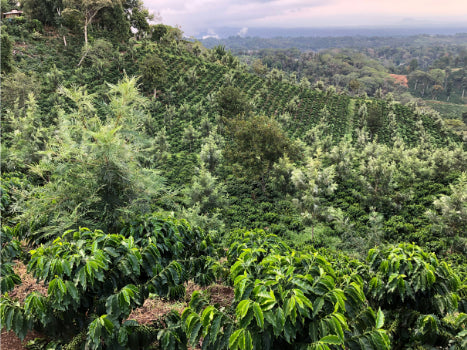 Mexico | Chiapas Whole Bean Coffee