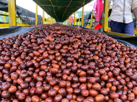 India | Baba Budan Giri Whole Bean Coffee