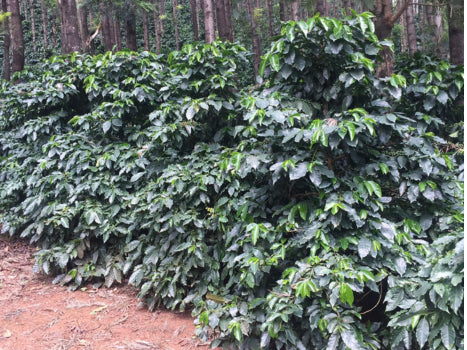 India | Baba Budan Giri Whole Bean Coffee