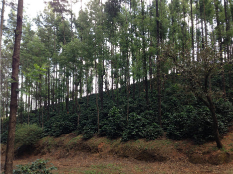 India | Baba Budan Giri Whole Bean Coffee